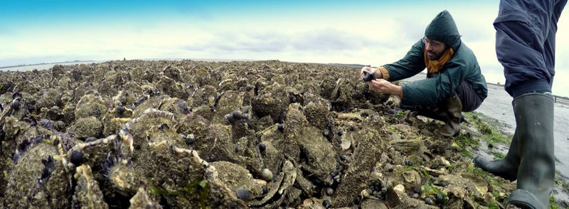 An artificial oyster reef in the Netherlands. Credit: James Morris